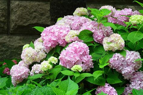 繡球花寓意|绣球花的花语与寓意（绽放着爱与美的花朵）